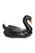 Nafukovacie lehátko - Čierna labuť